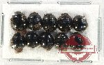 Scientific lot no. 1193 Heteroptera (10 pcs)