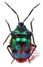 Eucorryses javanus
