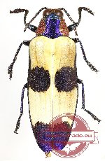 Chrysochroa buqueti