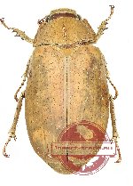 Lepidiota sp. 16