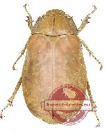 Lepidiota sp. 15