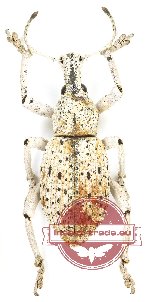 Curculionidae sp. 132