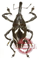 Curculionidae sp. 139 (A-)