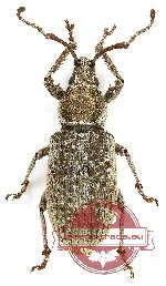 Curculionidae sp. 140