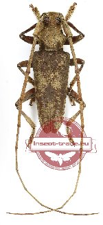 Acalolepta sp. 18