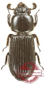 Passalidae sp. 45