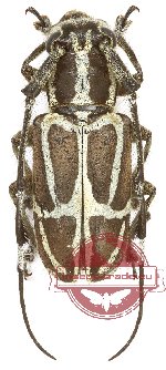 Cacia (Ipocregyes) monstrabilis Heller, 1915 (A-)