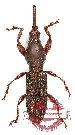 Brenthidae sp. 22