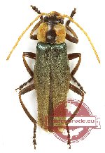 Cantharidae sp. 15