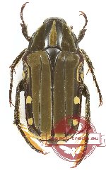 Pogonotarsus plumiger