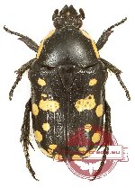 Phoxomela umbrosa