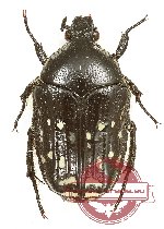 Clinteroides permutans (black form) (A2)