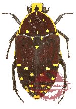 Euchroea histrionica