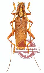 Dejanira quadripunctata (5 pcs)