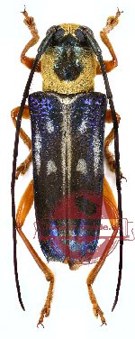 Glenea aluensis Gahan, 1897 ssp. vivesi Breuning (A-)