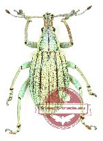 Curculionidae sp. 63 (A-)