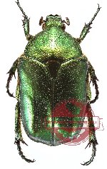 Protaetia (Pseudocetonischema) colffsi