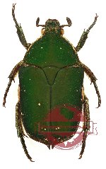 Protaetia (Netociomima) ternatana