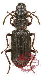 Pseudozaena sp. 9