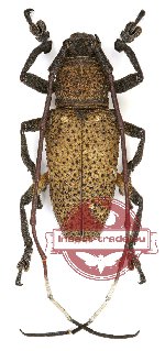 Hathliolophia alboplagiata Breuning, 1959