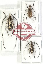 Scientific lot no. 162 Anthribidae (Xenocerus spp.) (3 pcs - 1 pc A2)