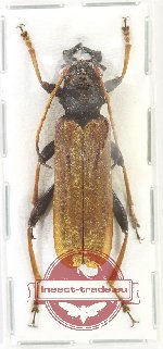 Hexamitodera blairi