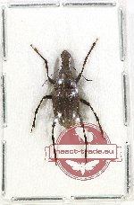 Scientific lot no. 161 Anthribidae (1 pc)