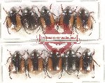 Scientific lot no. 362 Rutelinae (10 pcs)