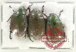 Scientific lot no. 365 Rutelinae (3 pcs A2)