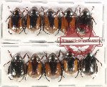 Scientific lot no. 361 Rutelinae (10 pcs)