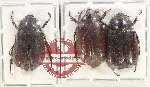 Scientific lot no. 192 Melolonthinae (3 pcs - 2 pcs A2)