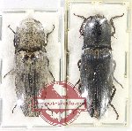 Scientific lot no. 173 Elateridae (2 pcs)