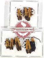 Scientific lot no. 30 Lycidae (7 pcs)