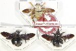 Scientific lot no. 495 Hymenoptera (Xylocopa spp.) (3 pcs)