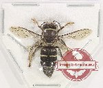 Hymenoptera sp. 135 (5 pcs)