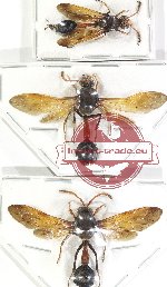 Scientific lot no. 497 Hymenoptera (3 pcs)