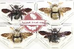 Scientific lot no. 496 Hymenoptera (Xylocopa spp.) (4 pcs)