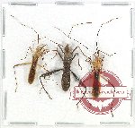 Scientific lot no. 1124A Heteroptera (3 pcs)