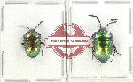 Scientific lot no. 1230 Heteroptera (2 pcs A2)