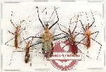 Scientific lot no. 1128A Heteroptera (Reduviidae) (5 pcs A-)