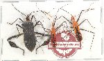 Scientific lot no. 1126A Heteroptera (3 pcs)