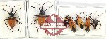 Scientific lot no. 1125A Heteroptera (7 pcs)