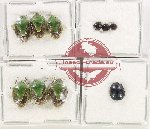 Scientific lot no. 1127A Heteroptera (10 pcs)