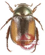 Anomala sp. 69