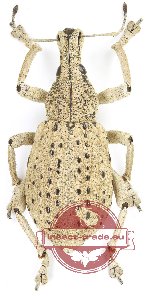 Rhinoscapha sp. 27