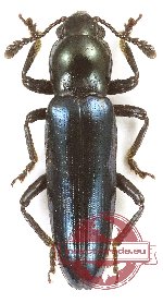 Languridae sp. 3