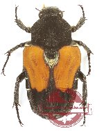 Taeniodera borneensis puncticollis