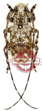 Mutatocoptops alboapicalis