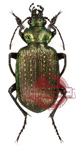 Calosoma retusum