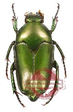 Lomaptera batchiana